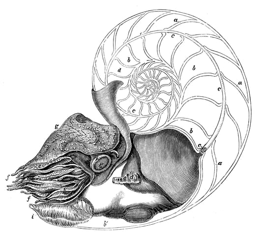 Featured image for Rupert Sheldrake and morphic resonance